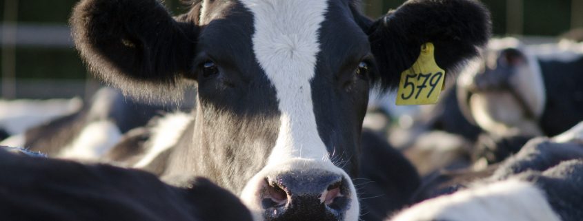 a cow in field