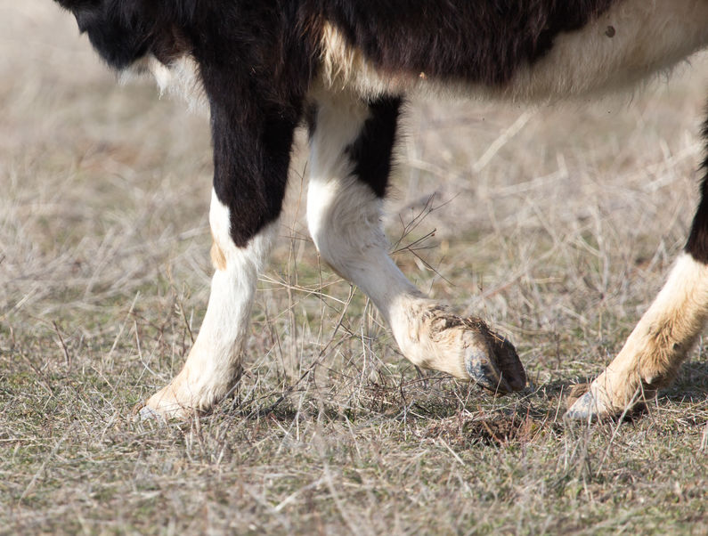 Hooves of the cow on the ground
