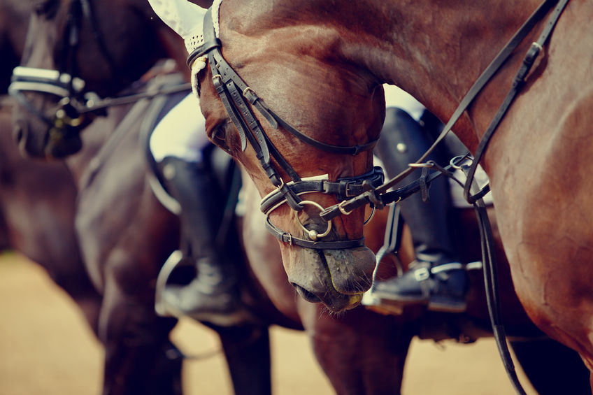 Portrait of a sports horse.