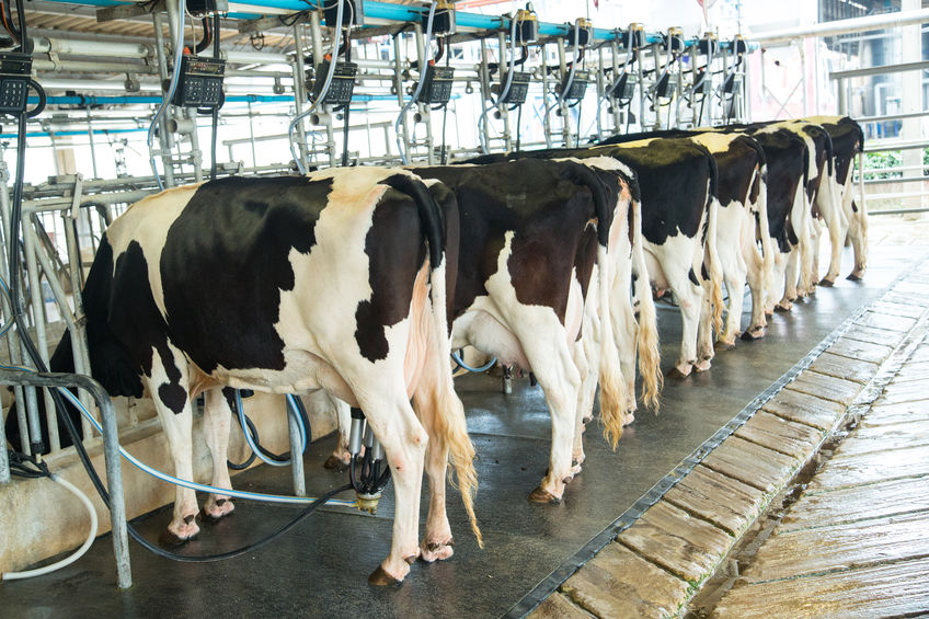Dairy milking cow machine produce fresh milk