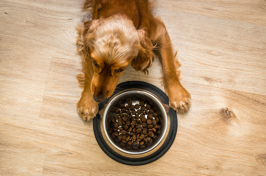 Hungry Cocker Spaniel with bowl of granules Dog eating from bowl of food