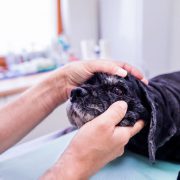 Vet examine dog eye