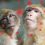 Monkeypox: risks in companion animals