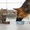 Unconventional diets for dogs and cats