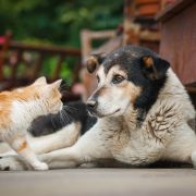 Cat and dog looking at each other
