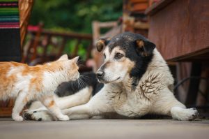 Cat and dog looking at each other Cat and dog looking at each other