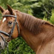 Horse standing