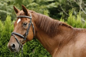 Horse standing Horse standing