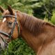 Horse standing