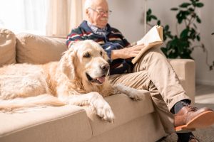 Owner sitting next to dog Owner sitting next to dog