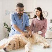 Vet examine dog abdomen