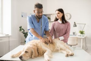 Vet examine dog abdomen Vet examine dog abdomen