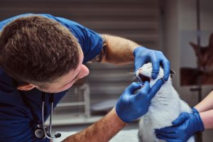 Vet examining cat teeth Vet examining cat teeth