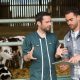 Vet talking to cattle farmer