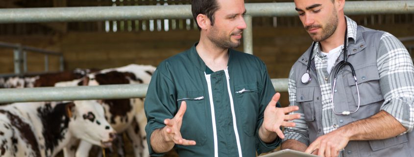 Vet talking to cattle farmer