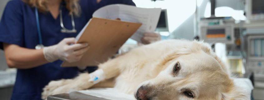Vets examining a dog in clinic wearing gloves and masks looking at lab results