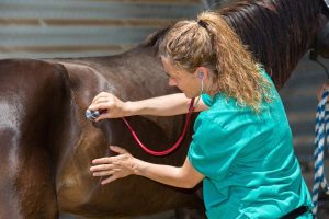 Colic_horse vet examining a horse