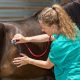 vet examining a horse