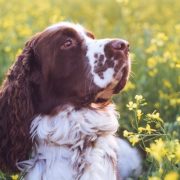 English Springer spaniel