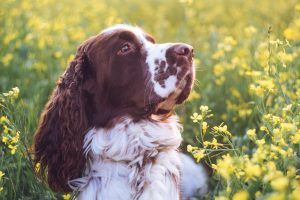 English Springer Spaniel English Springer spaniel