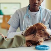 vet examining a dog