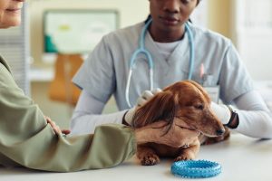 vet examining a dog vet examining a dog