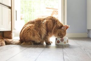 cat eating Cat eating food from a bowl