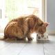 Cat eating food from a bowl