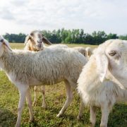 sheep in a field