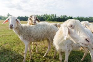 ovine_field sheep in a field