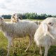 sheep in a field