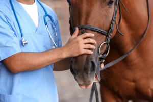 Vet examining a horse Vet examining a horse