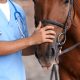 Vet examining a horse