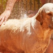 Dog being cooled down with water