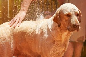 Dog being cooled down with water Dog being cooled down with water