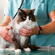 Vet examining a cat