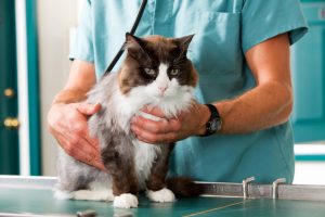 Vet examining a cat Vet examining a cat