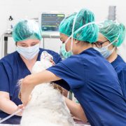 Dog in surgery
