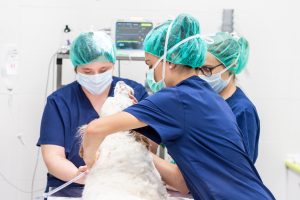 Dog in surgery Dog in surgery