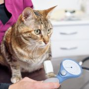 Vet nurse measuring cat blood pressure