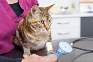 Vet nurse measuring cat blood pressure Vet nurse measuring cat blood pressure
