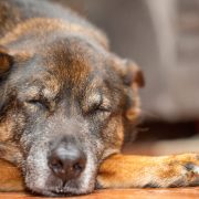 Dog resting