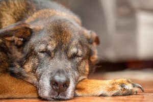 dog resting Dog resting