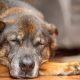 Dog resting