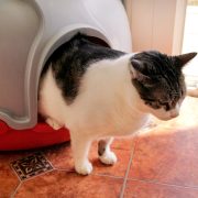 Cat coming out of litter tray