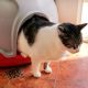 Cat coming out of litter tray