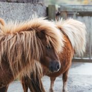 Ponies standing in a yard