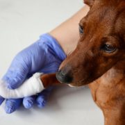 dog with bandage on paw