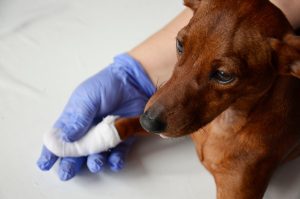 dog with bandage on paw dog with bandage on paw