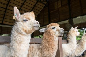 group of alpaca in shed Group of alpaca in a shed